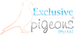 Exclusive Pigeons Logo