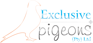 Exclusive Pigeons Logo